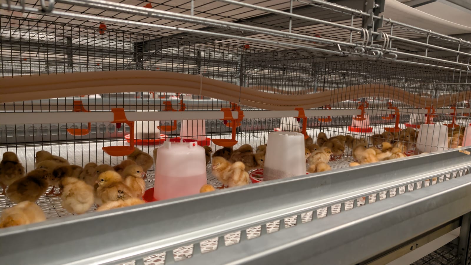 Kingrich Farm Marks Major Milestone with Arrival of First 50,000 Day-Old Chicks in Kajiado County